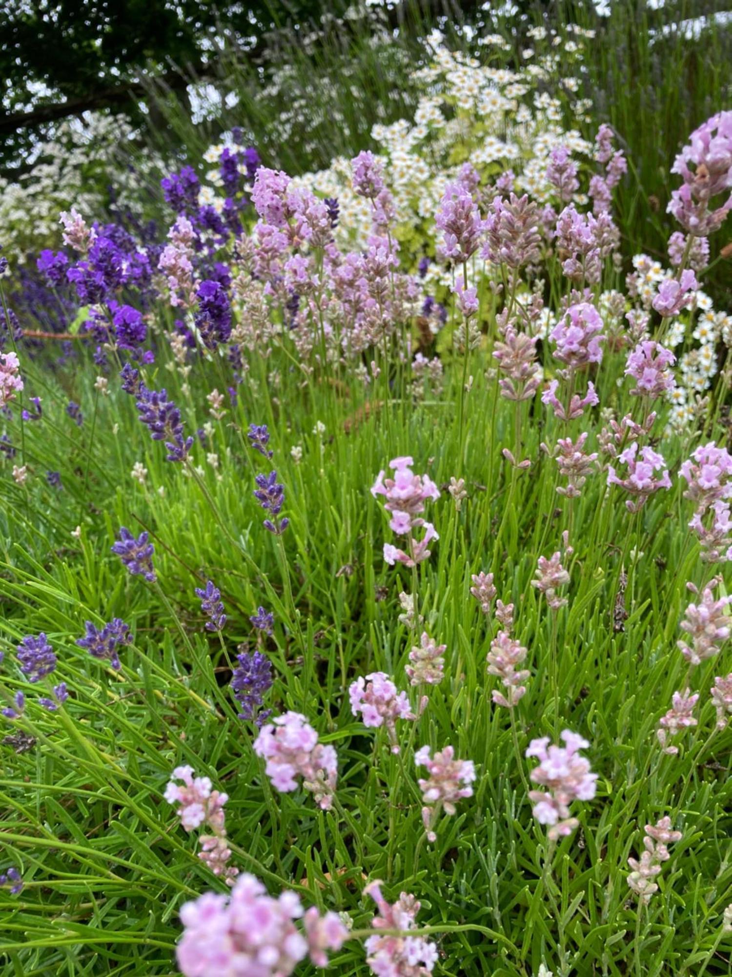 Lavender Cottage غلوستير المظهر الخارجي الصورة